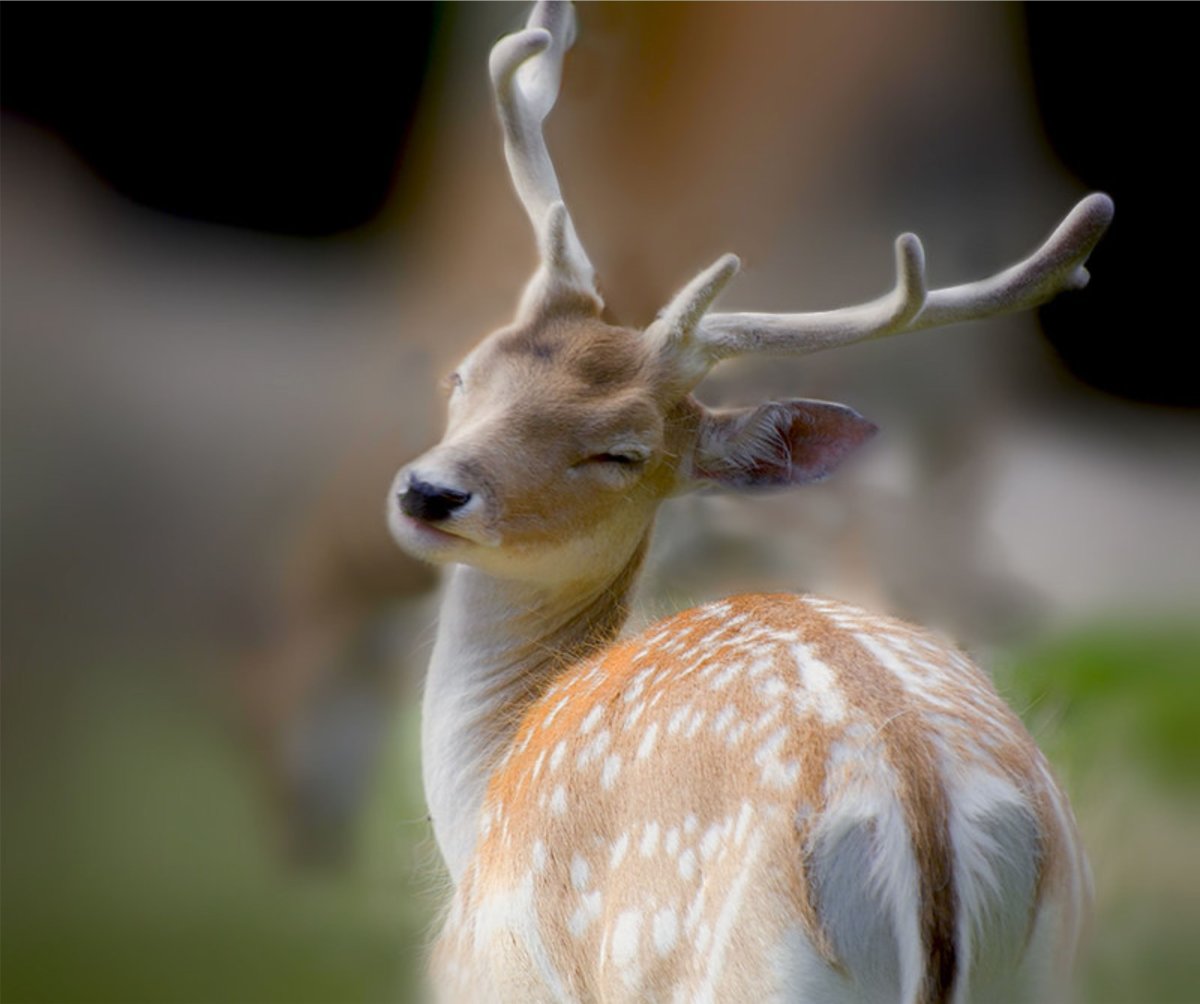 Лань серогорбая