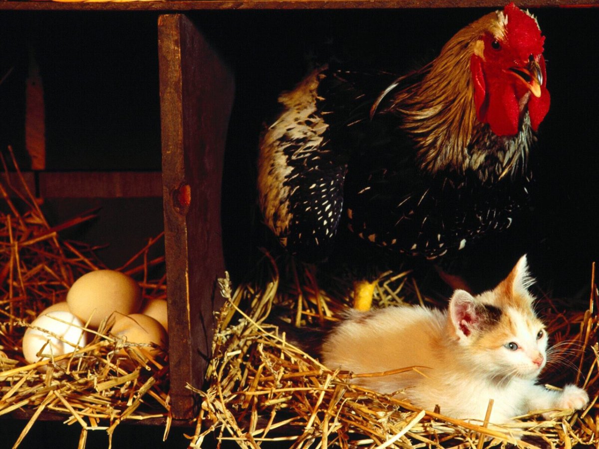 Смешные куры