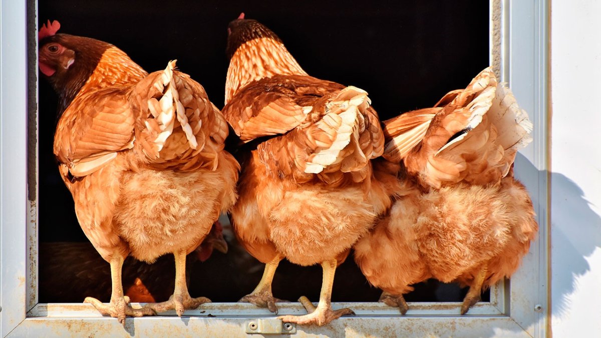 Петух зимой