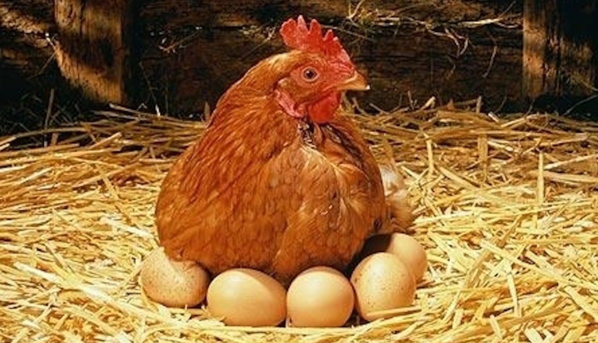 Кохинхин черный петух