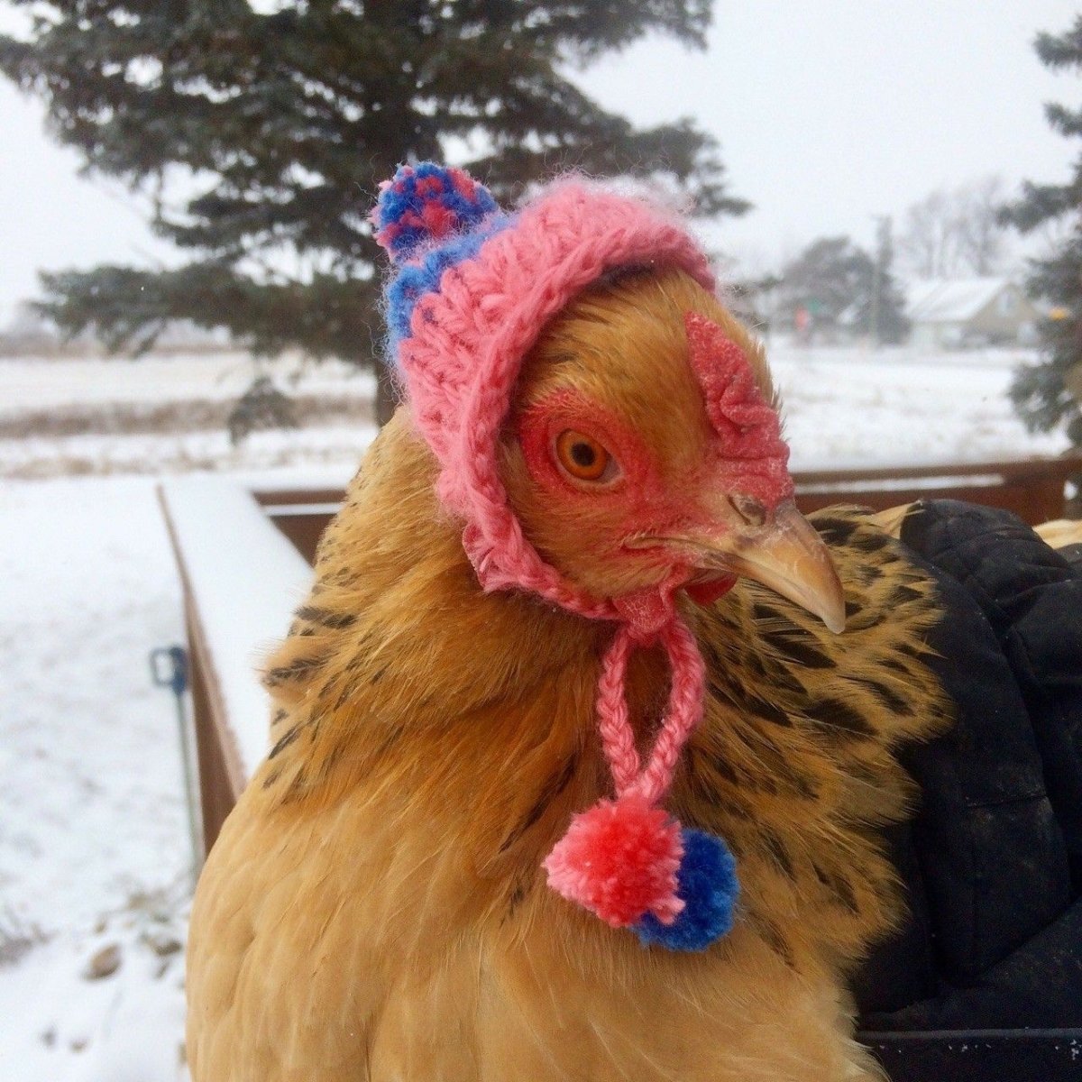 Данкан Хороз Шамо