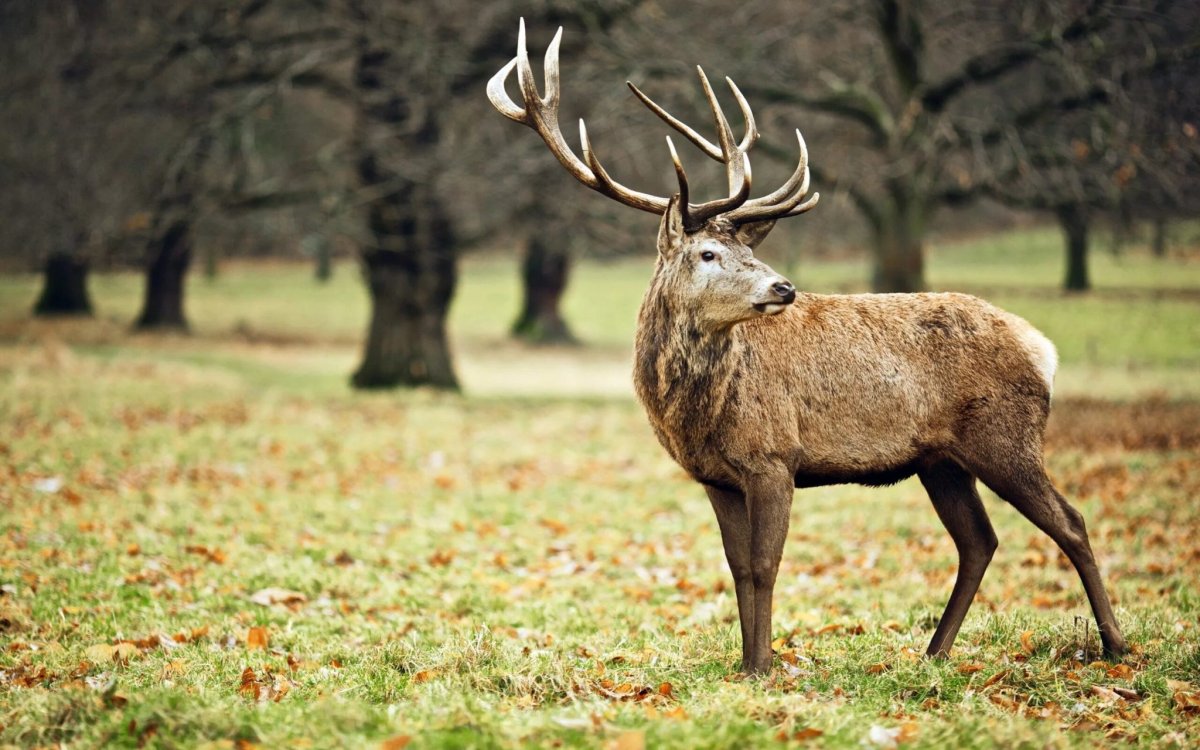 Беловежская пуща олени