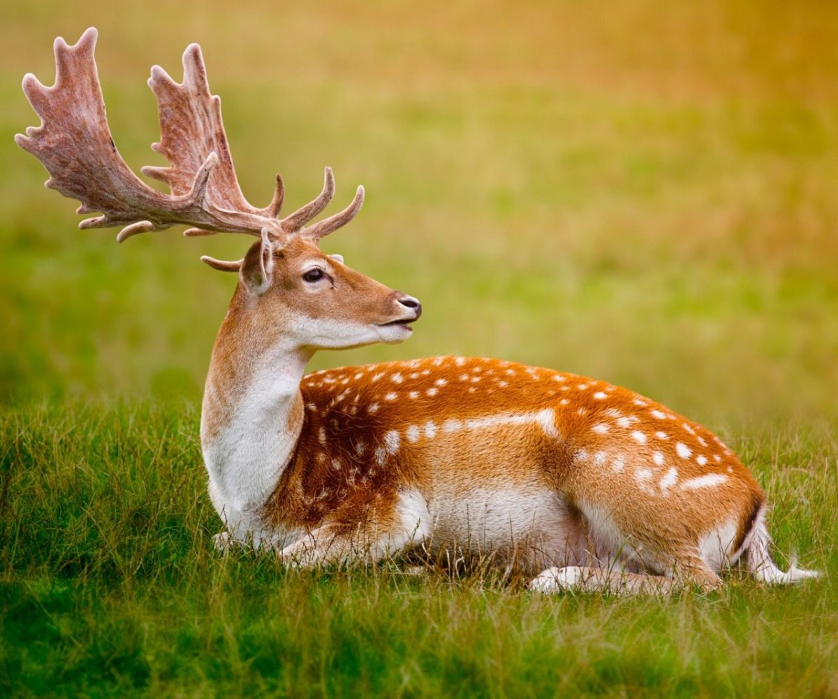 Пегий олень