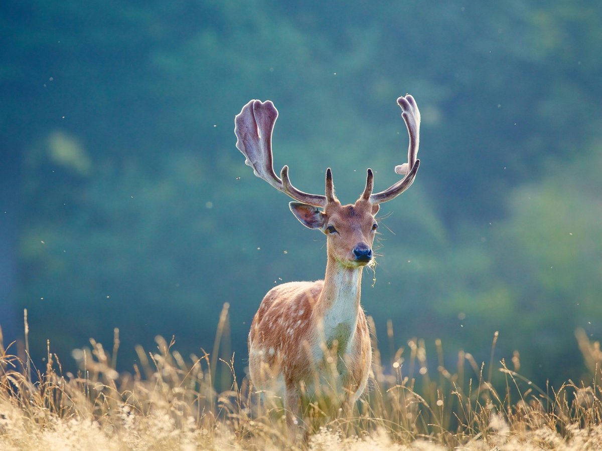 Олень Эстетика