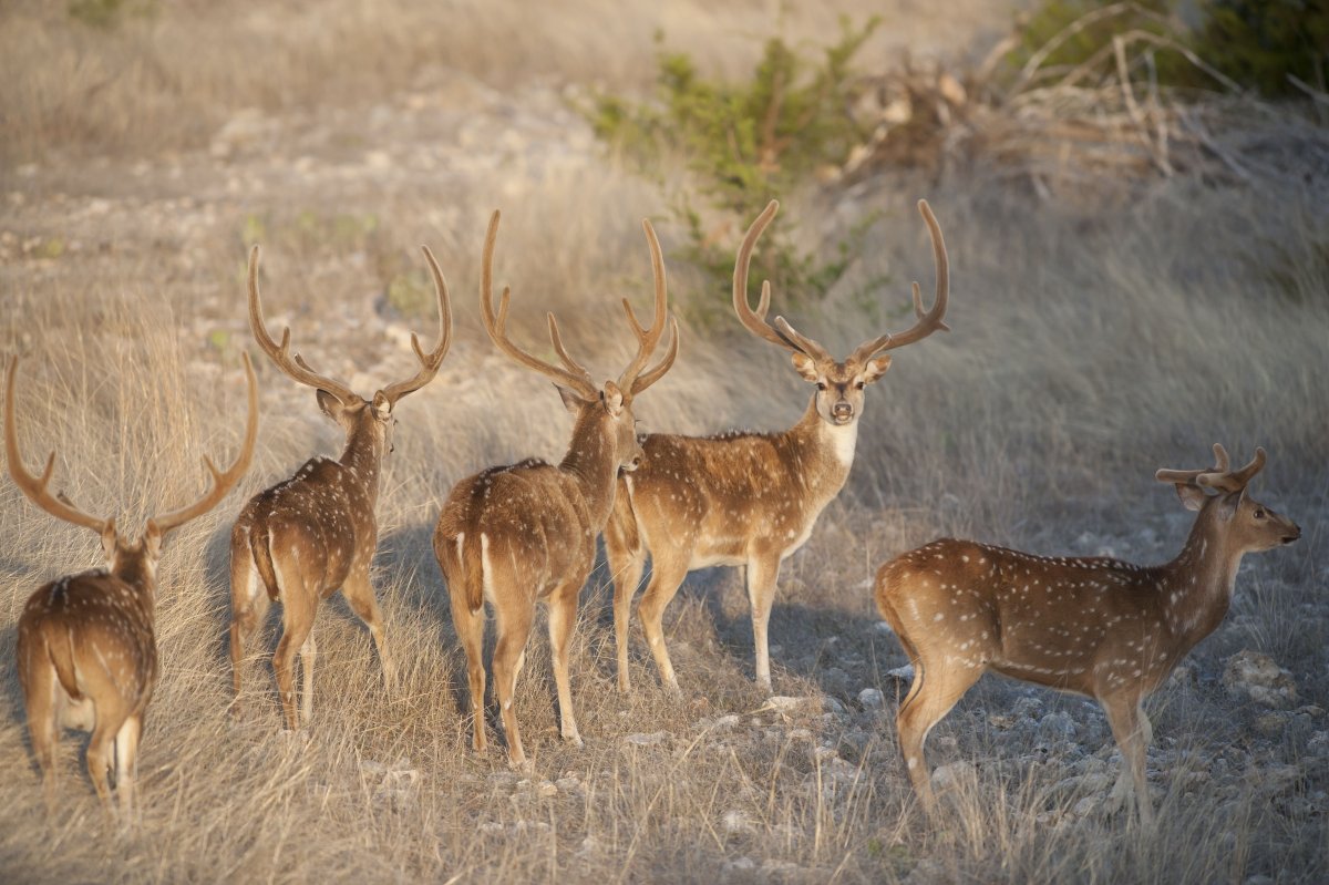 Благородный олень в дне рождения