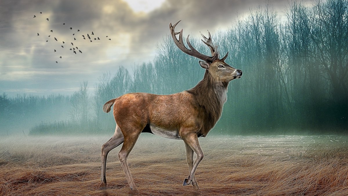 Сказочные олени картинки