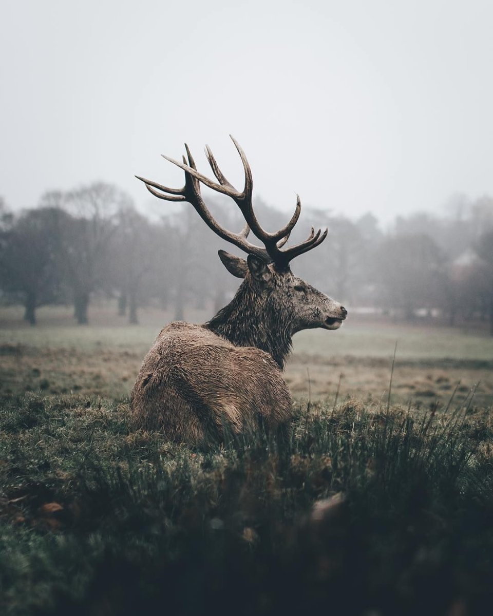 Эйктюрнир олень