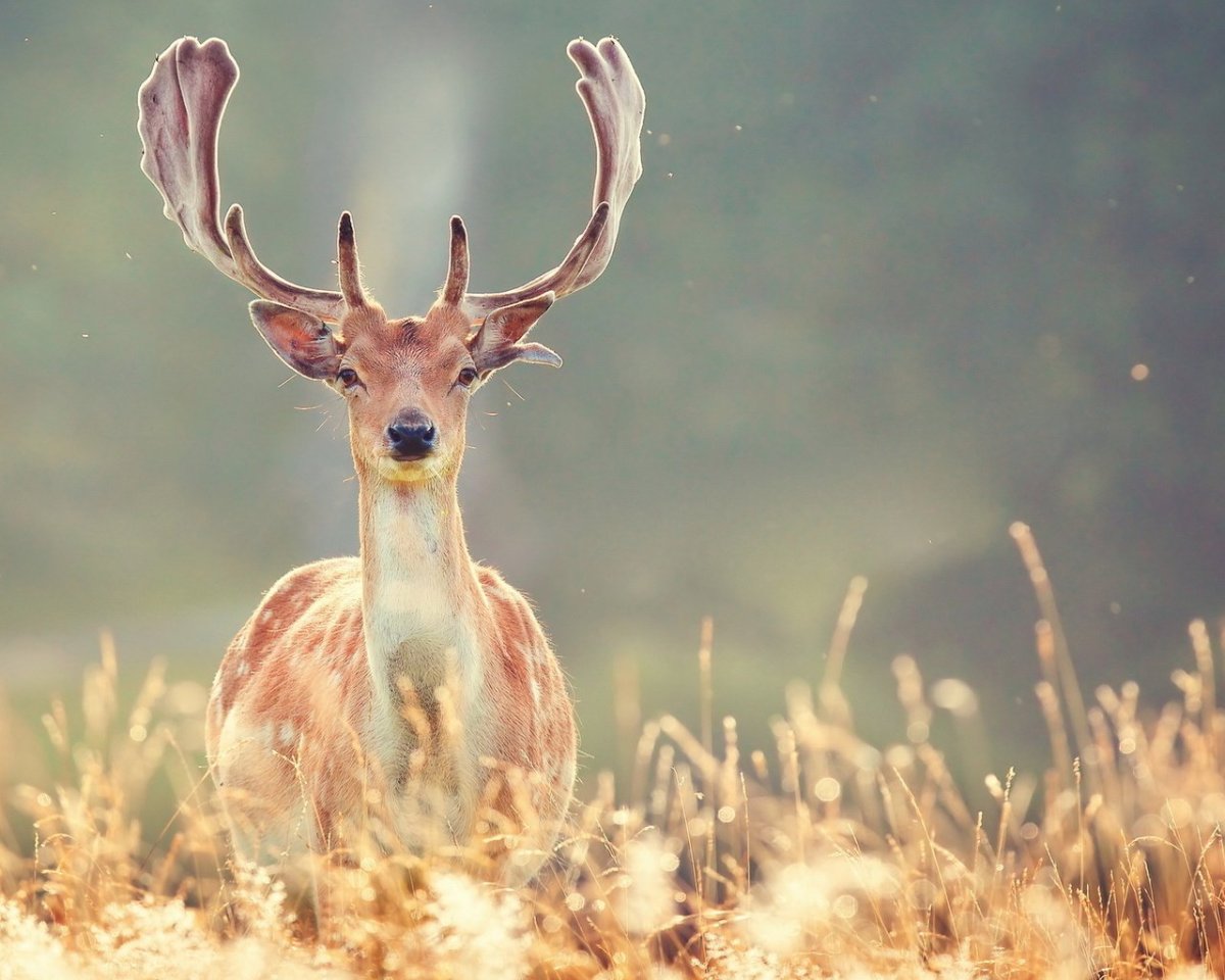 Наивный олень