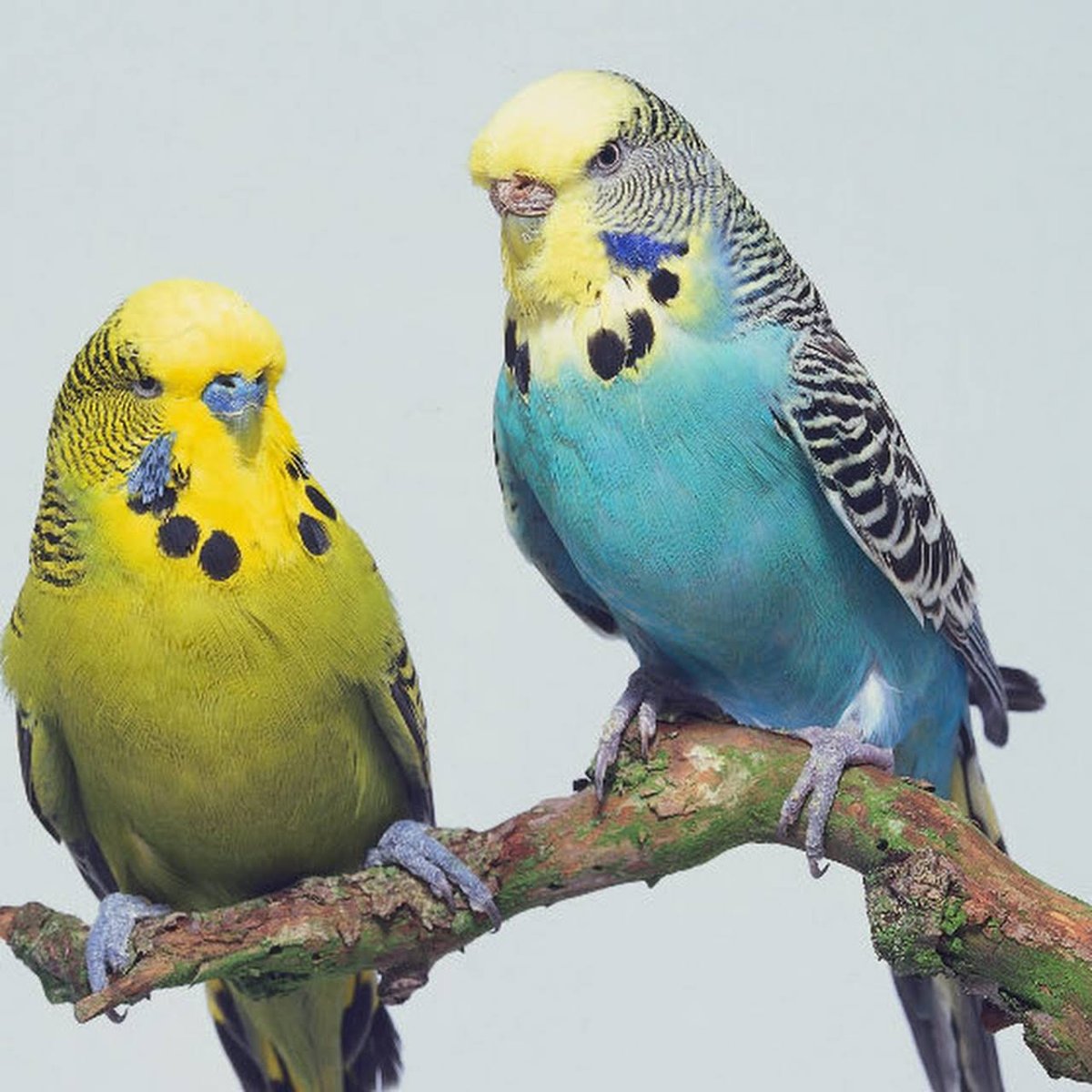 Волнистый попугайчик домашний