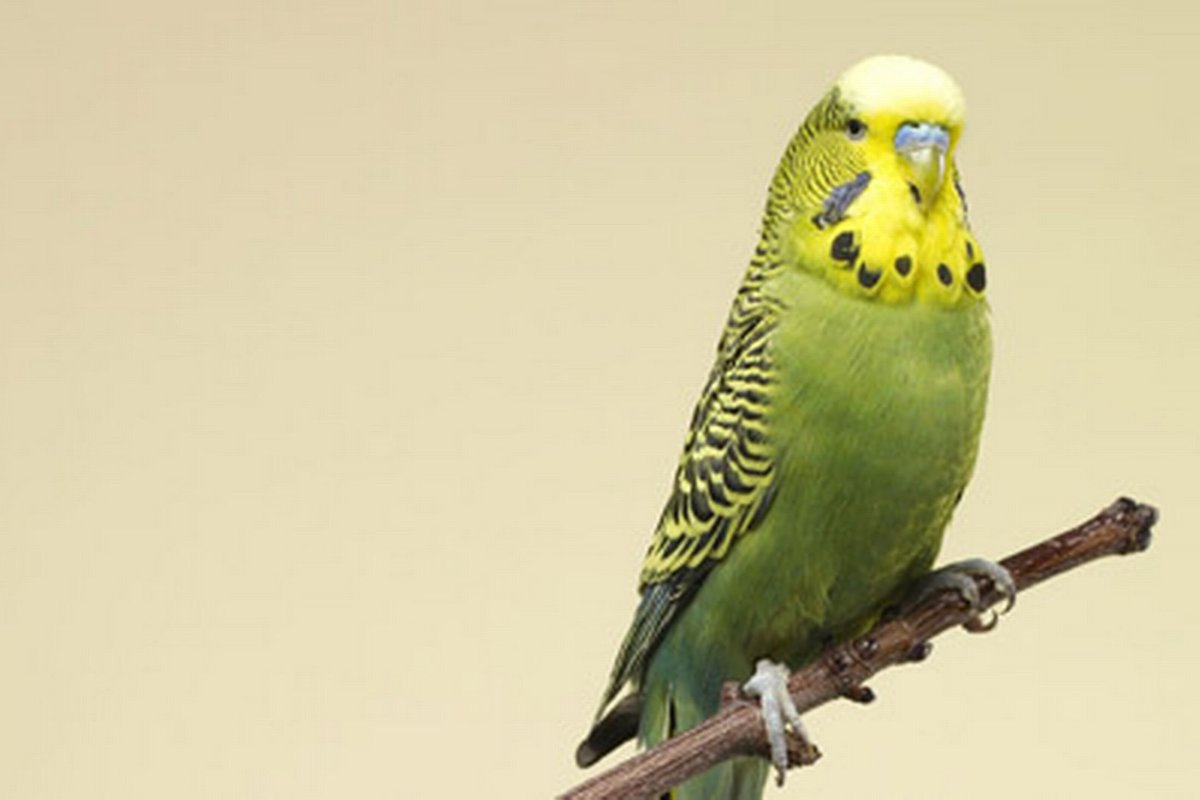 Волнистый попугай Budgie