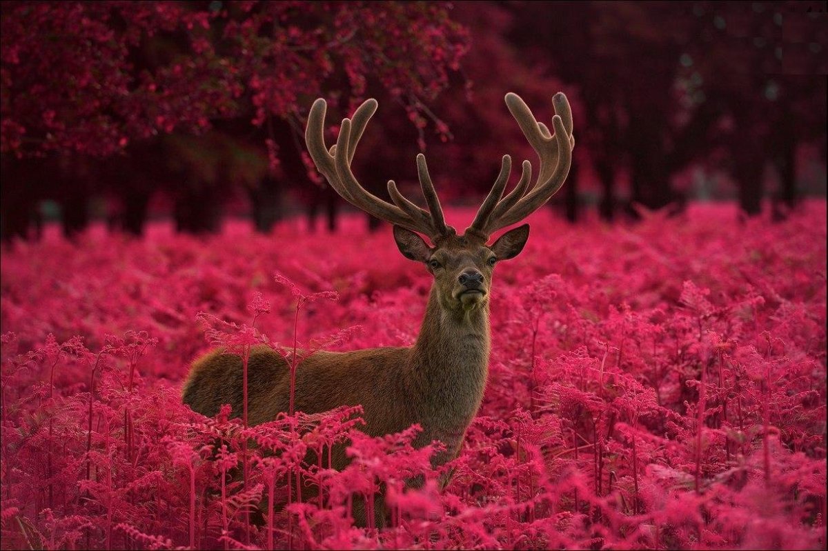 Красный олень