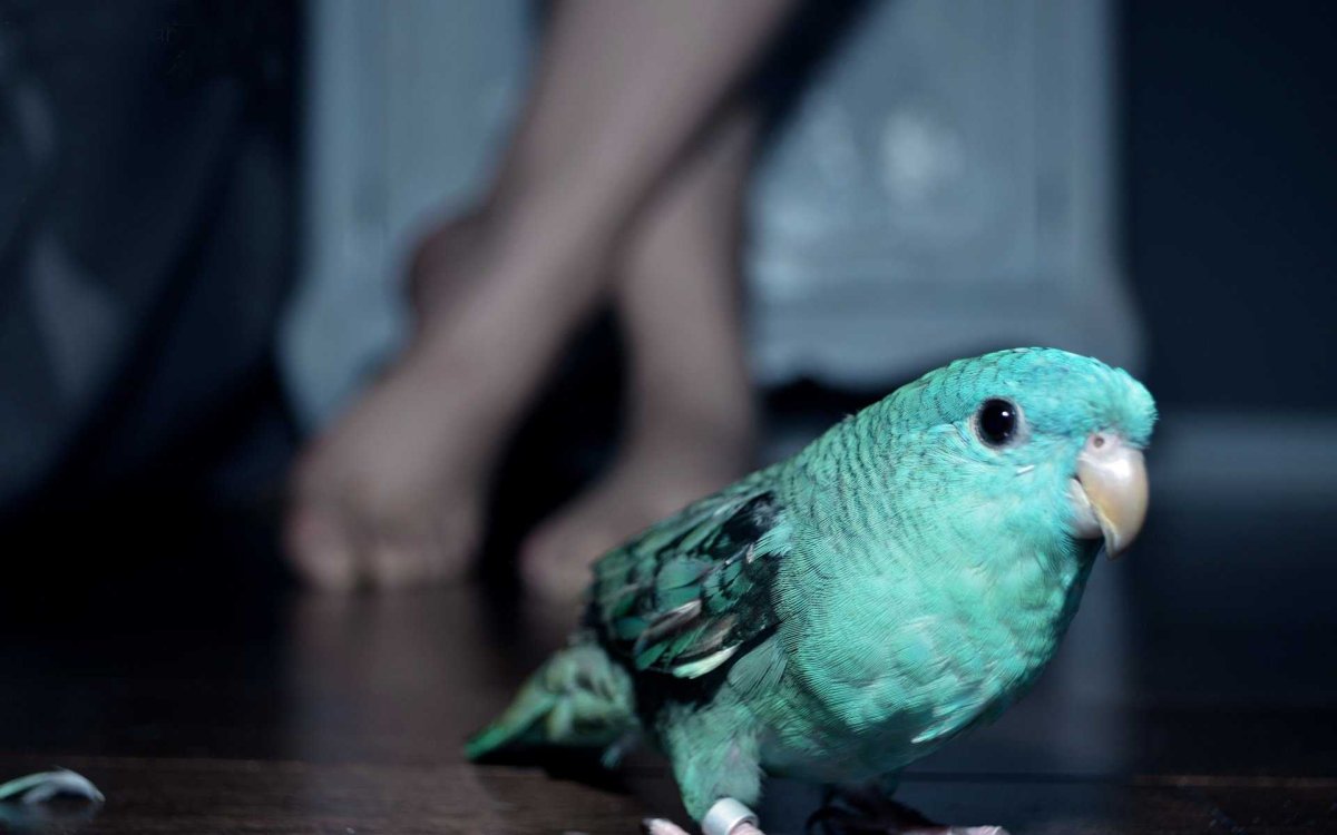 Самый маленький попугай