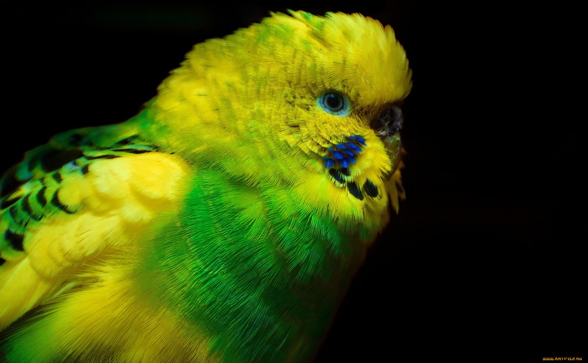 Волнистый попугай на рабочий стол