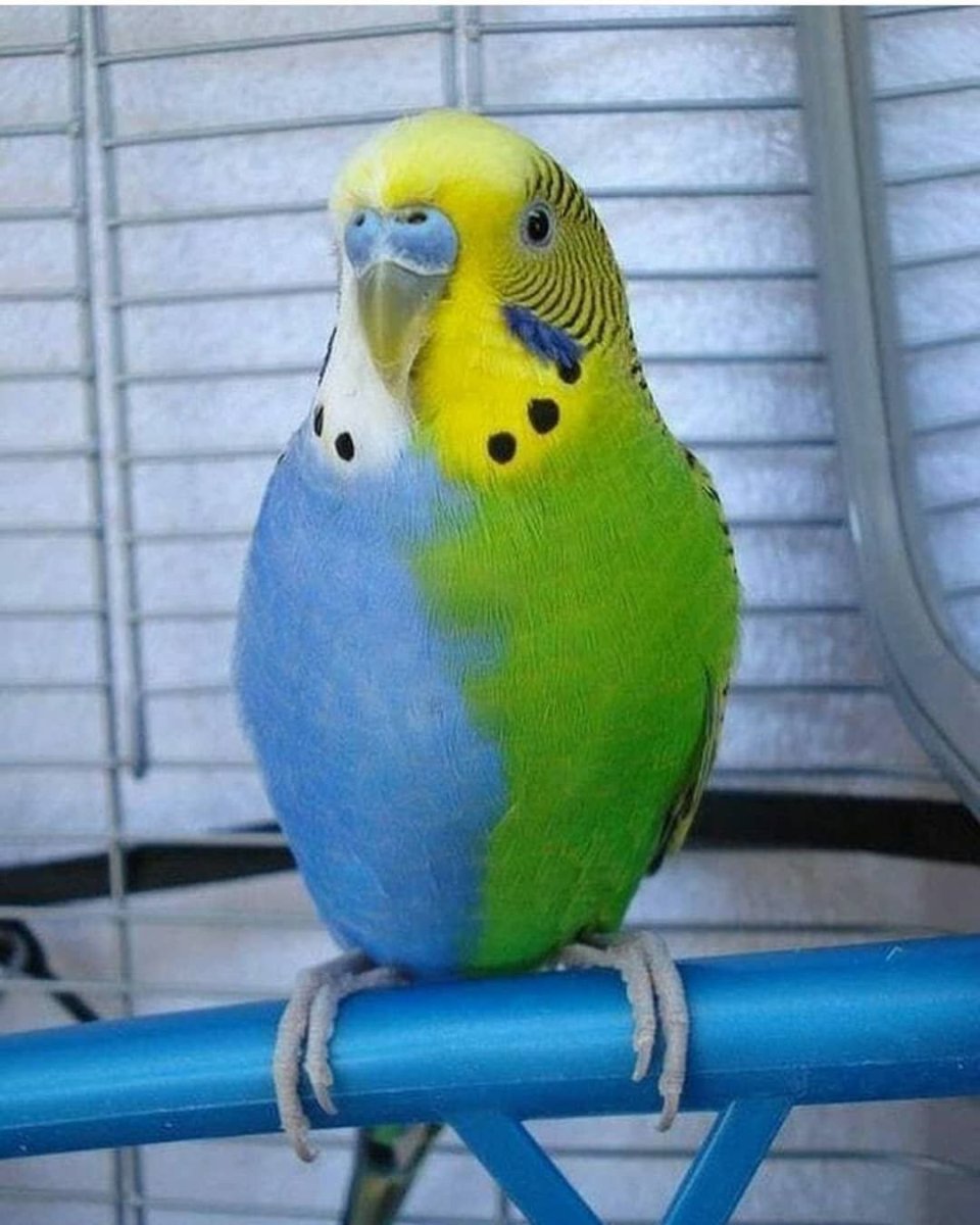 Волнистый попугай Химера