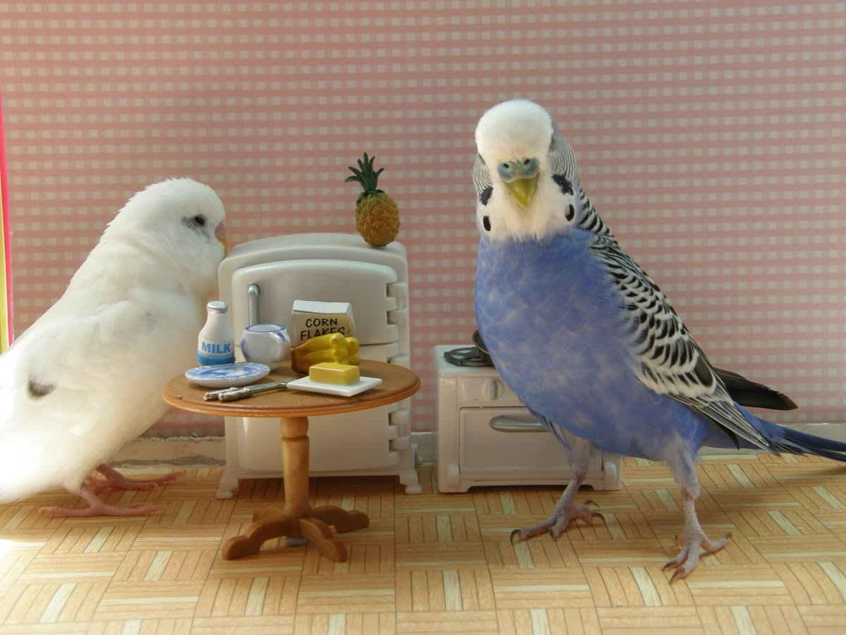 Волнистый попугай смешной