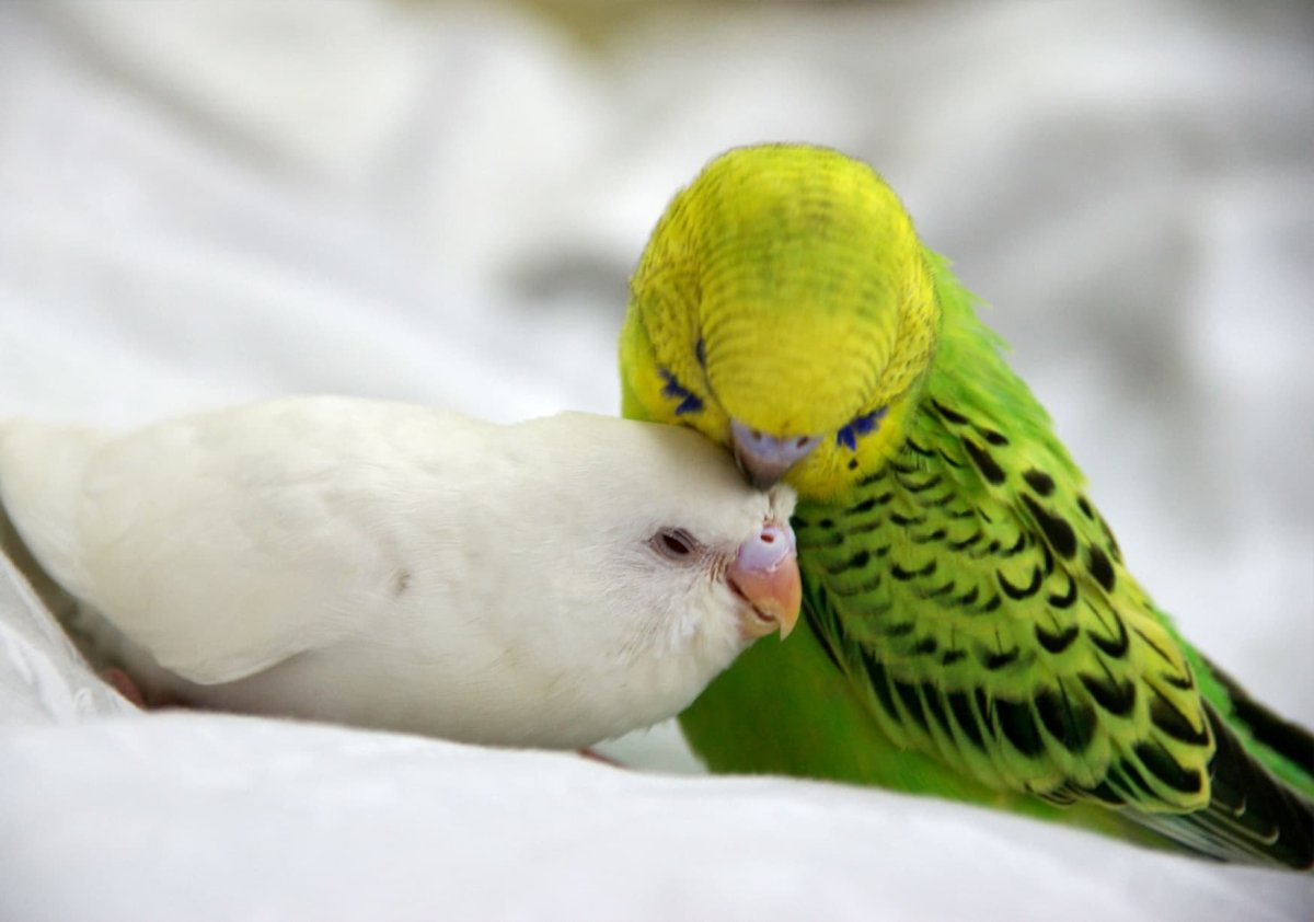 Попугай i Love you