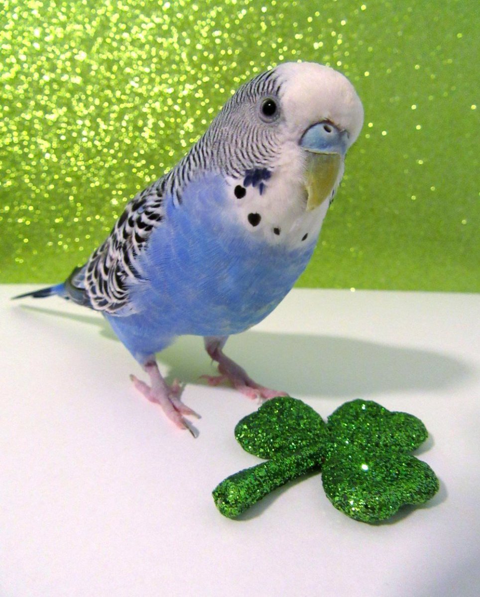 Птицы Эстетика