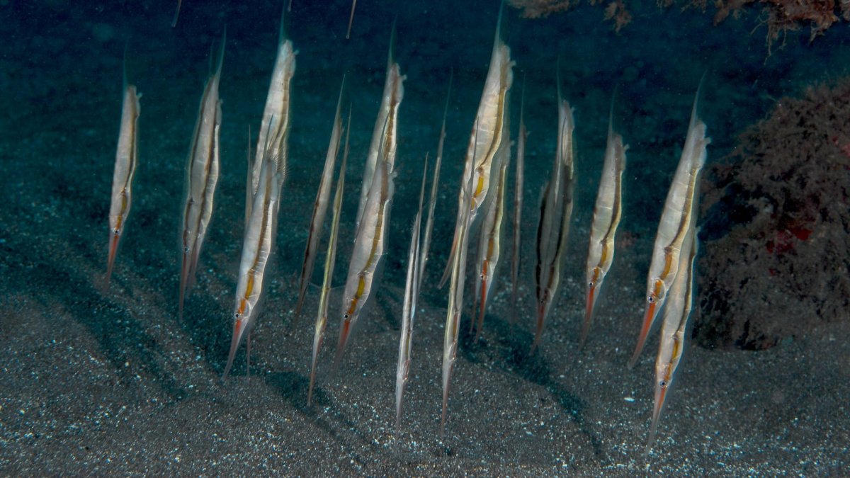 Рыба игла в черном море