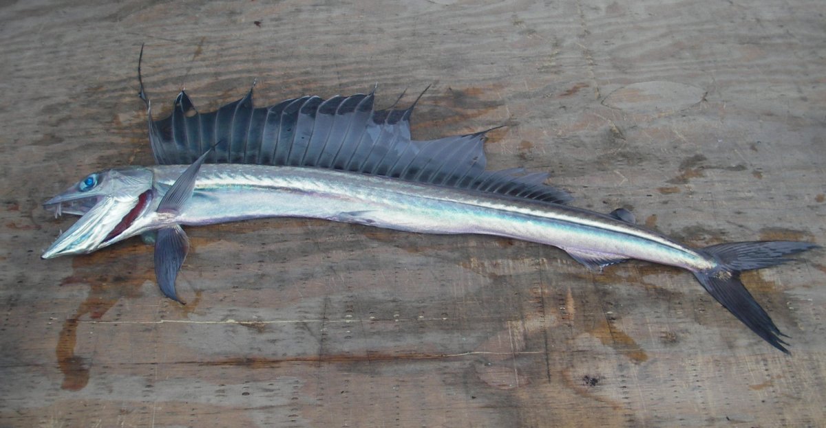 Alepisaurus Ferox
