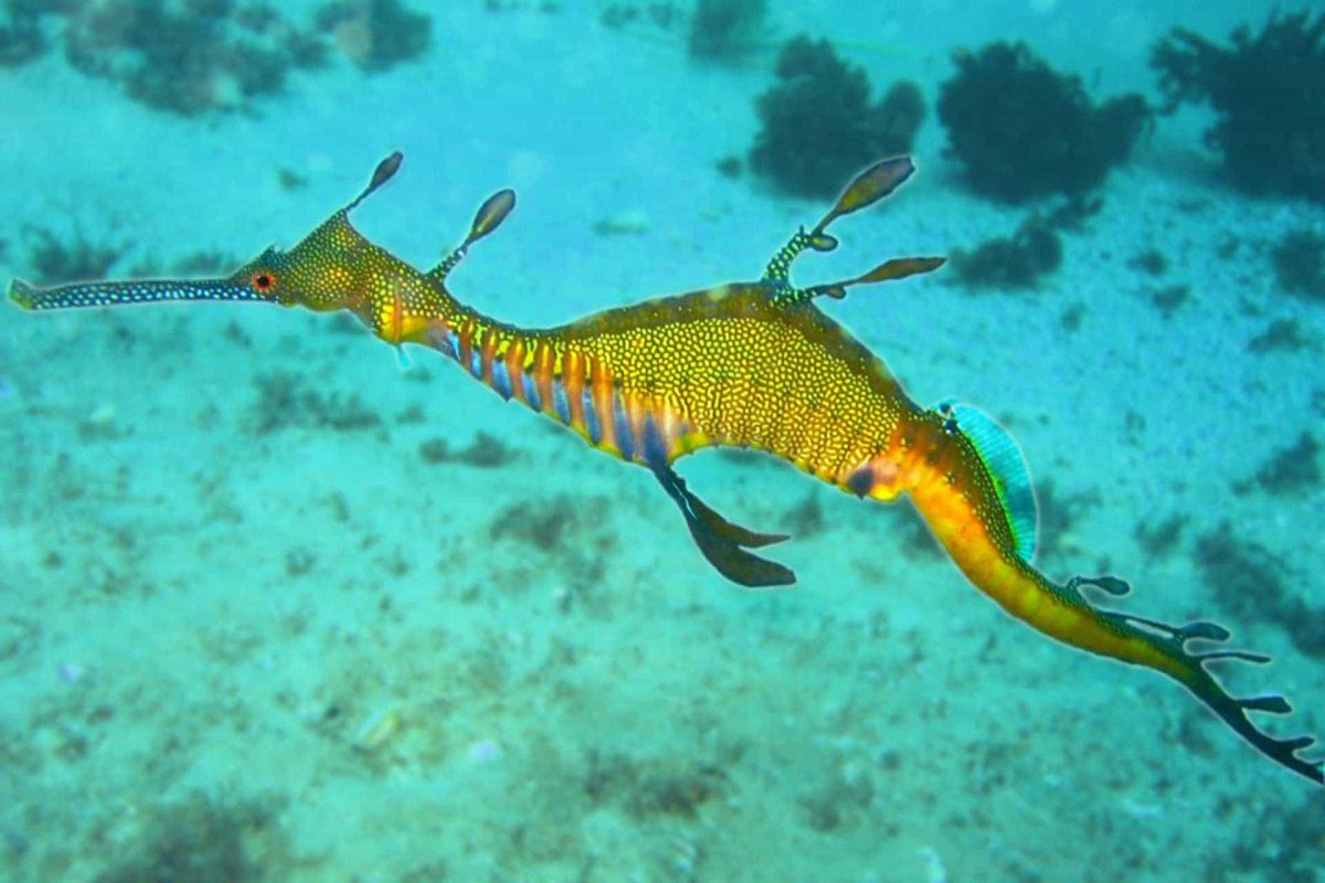 Phyllopteryx taeniolatus