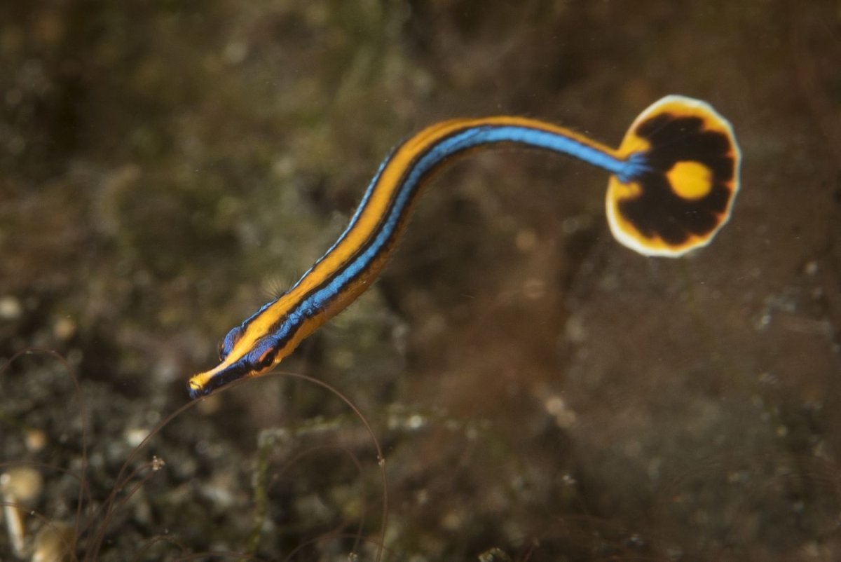 Doryrhamphus excisus