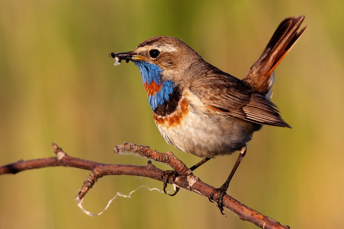 Варакушка самец