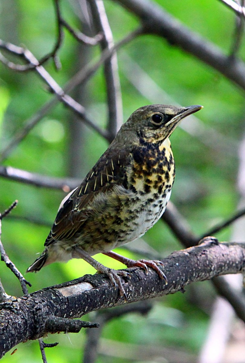 Хохлатая свиристель