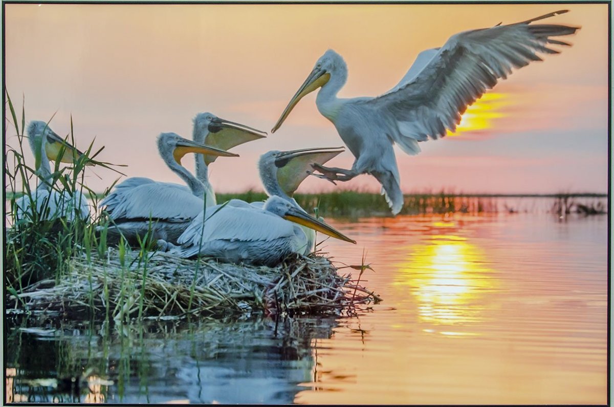 Олег Пеликан