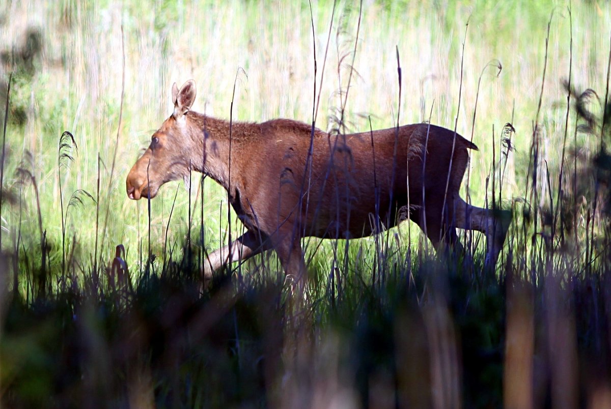 Животные Зауралья
