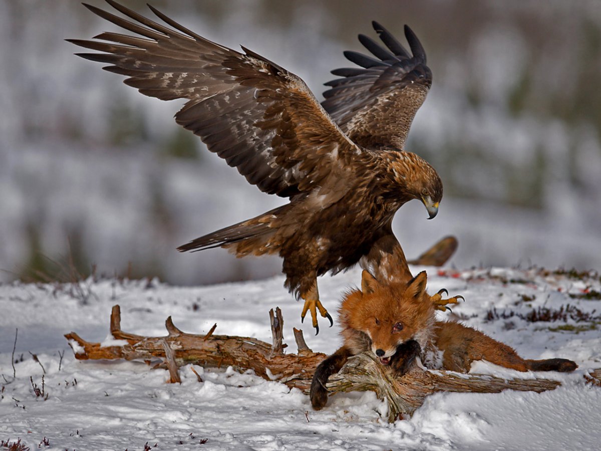 Степной Беркут