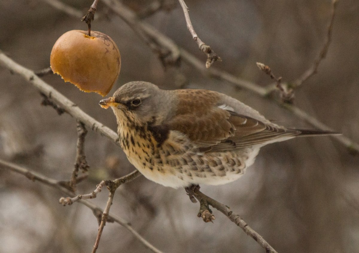 Певчий Дрозд зимой