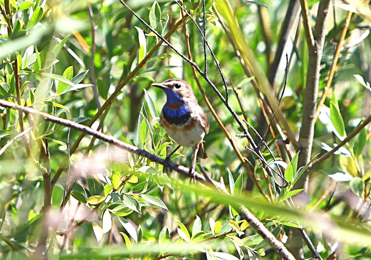 Птицы Зауралья