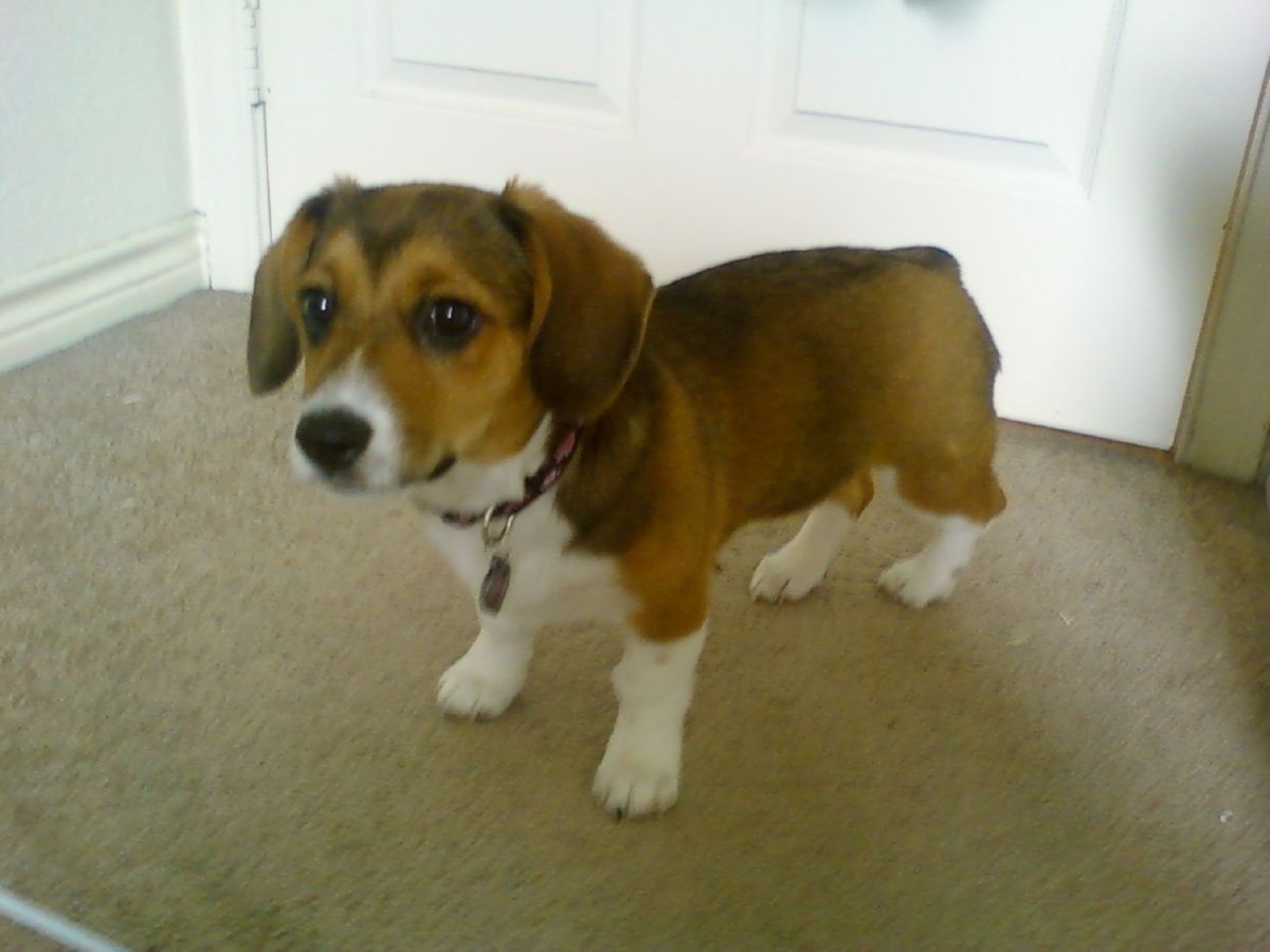 Чистопородный Бигль