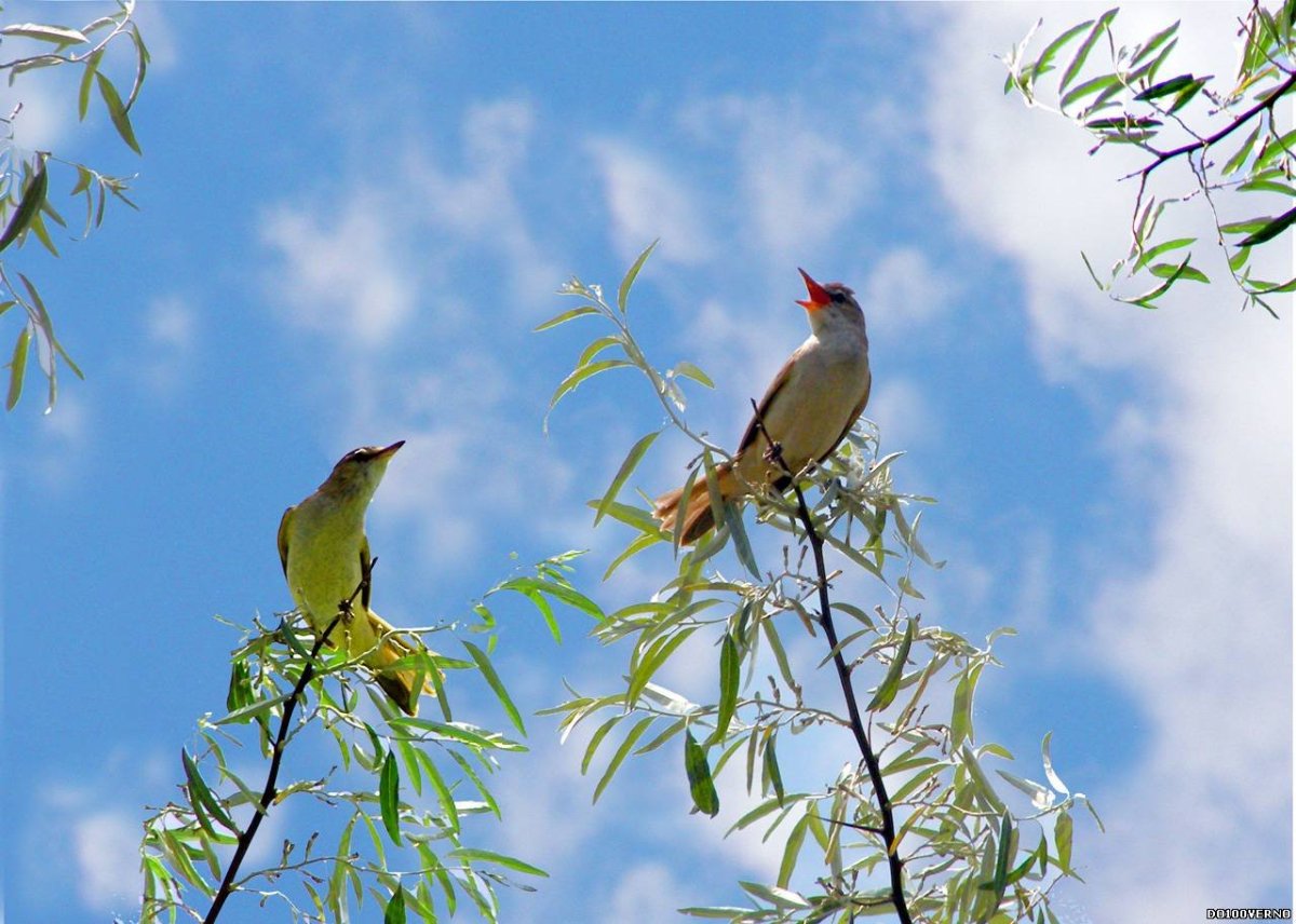 Свиристель обыкновенный (Bombycilla garrulus)