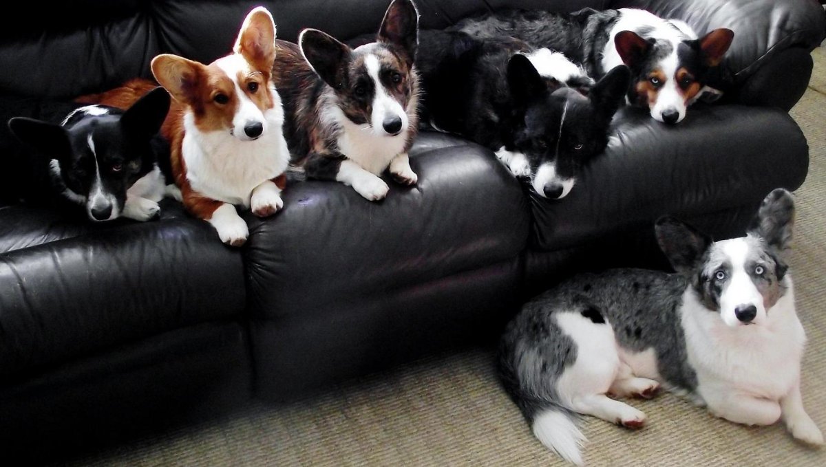 Вельш корги спаниель