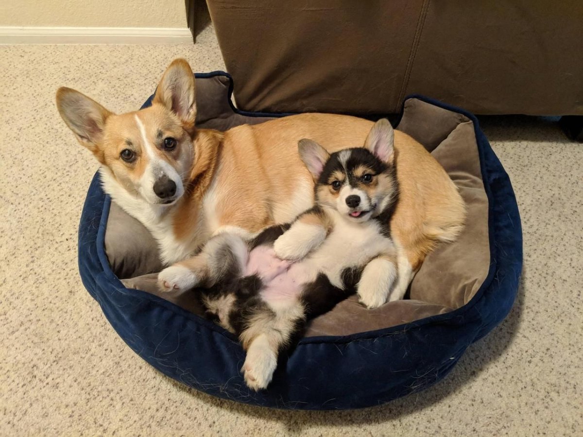 Керри Бигль собака