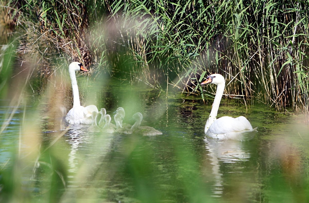 Живая природа 706-460