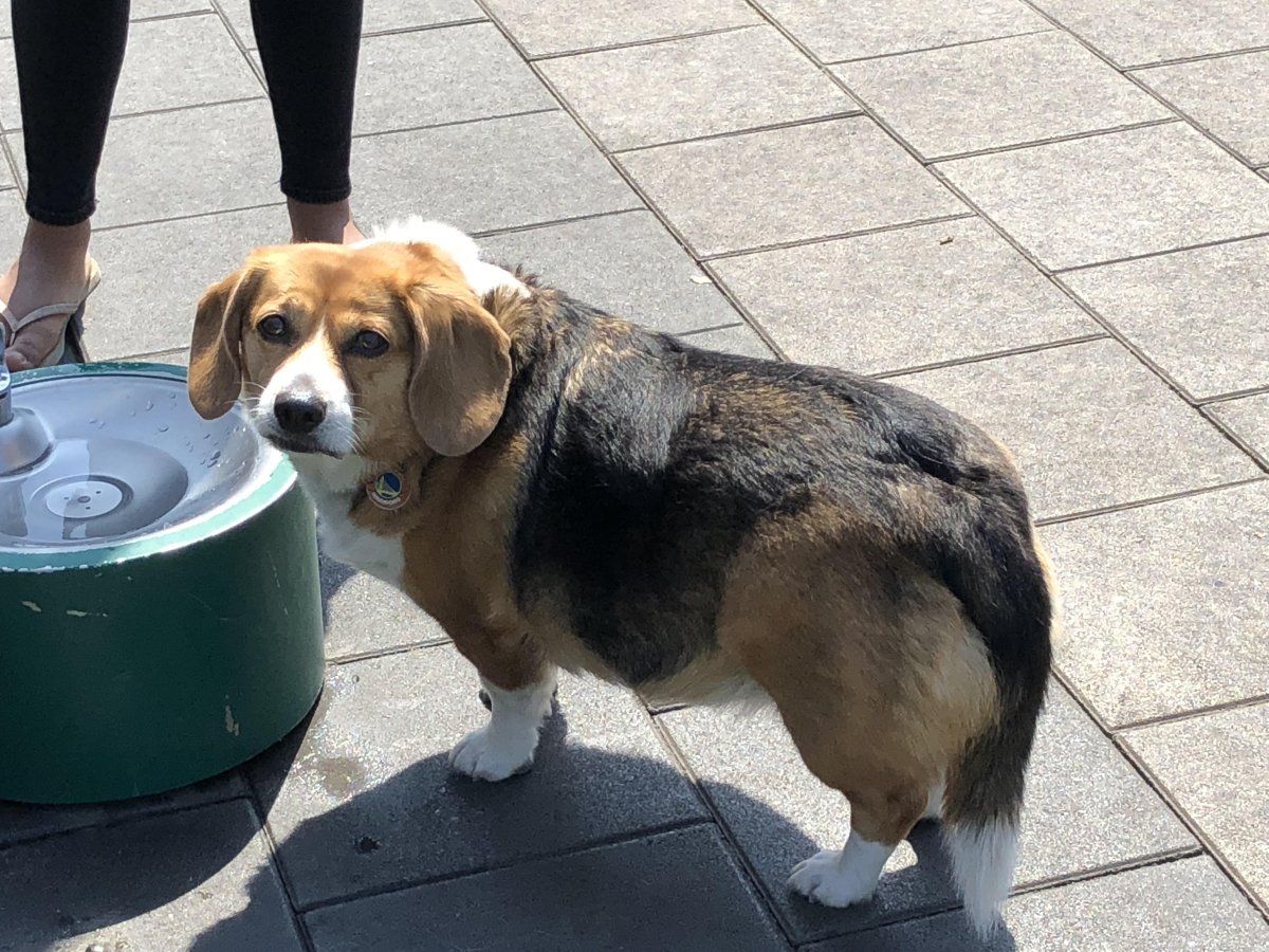 Уэсли - корги и Бигль