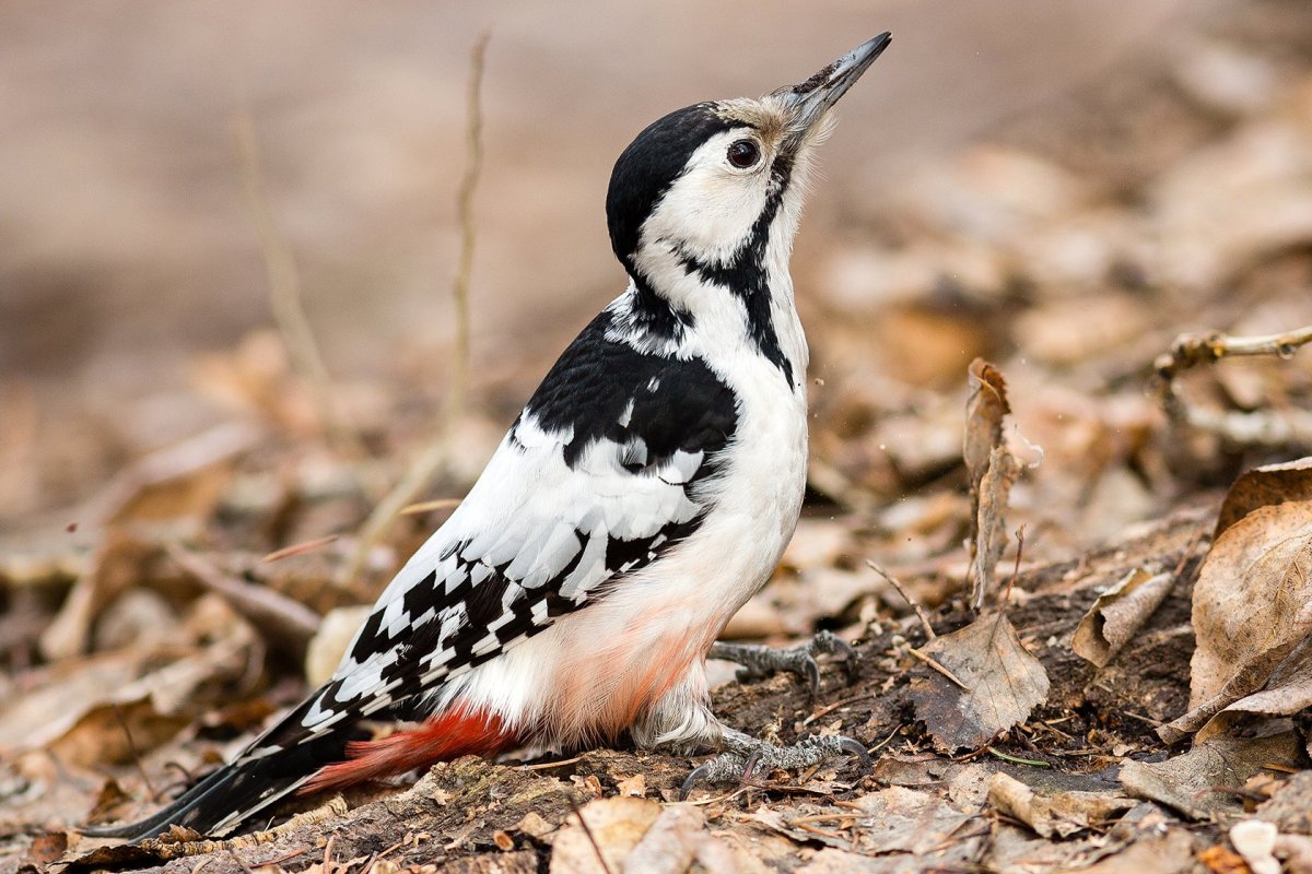 Птицы Зауралья