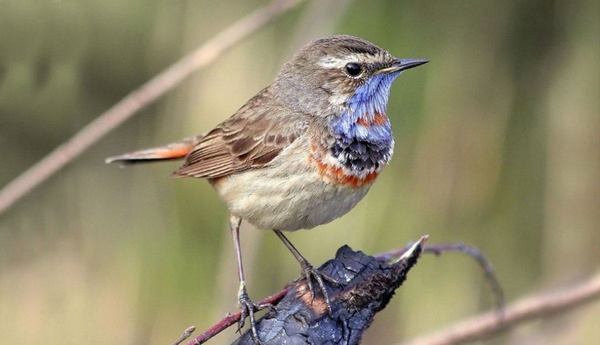 Голубая варакушка