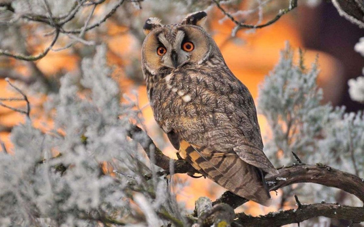 Филин зимой