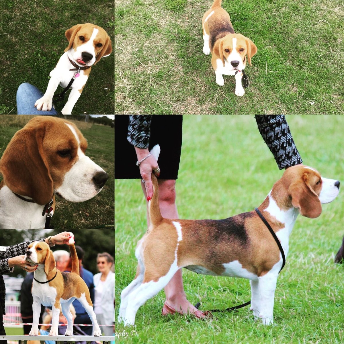 Бигль и корги