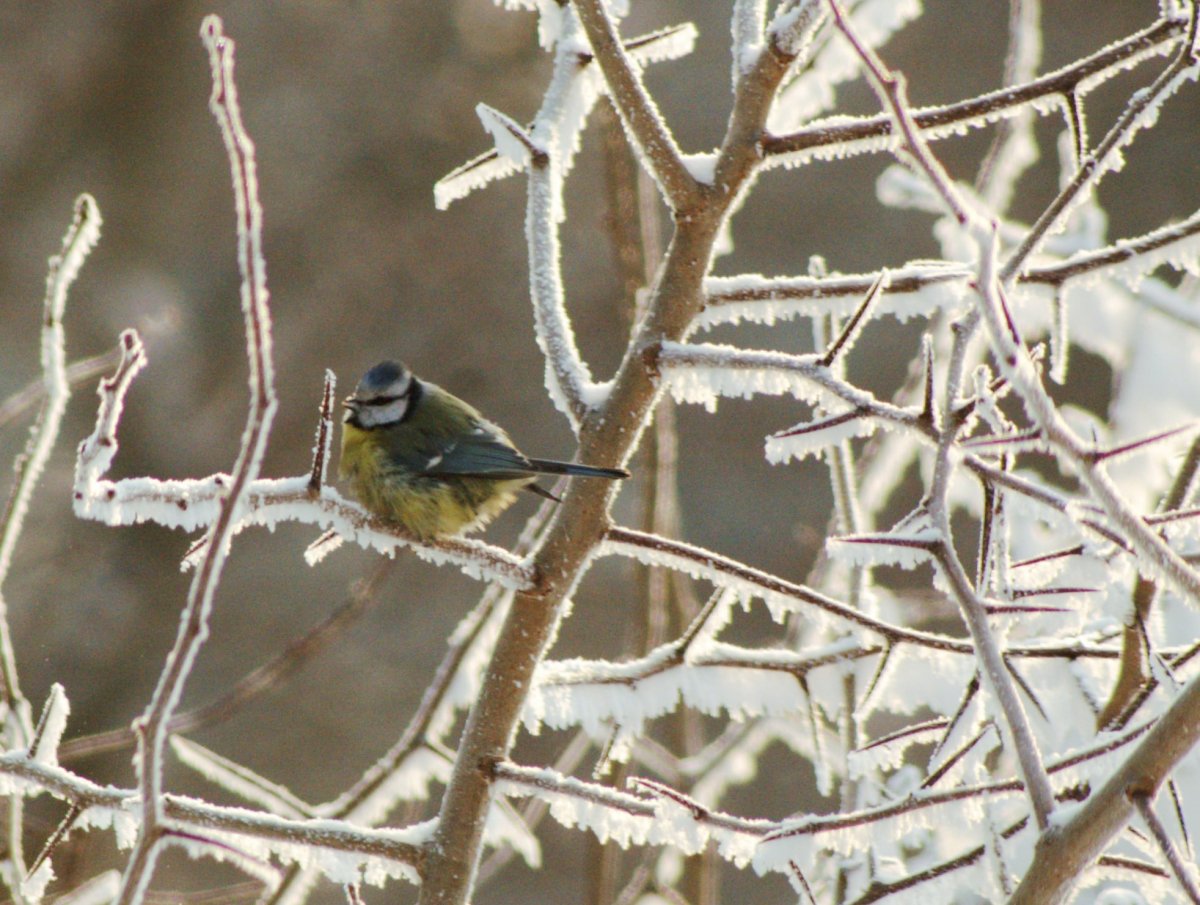 Многообразие птиц