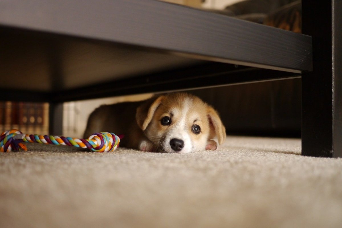 Доберман корги Бигль