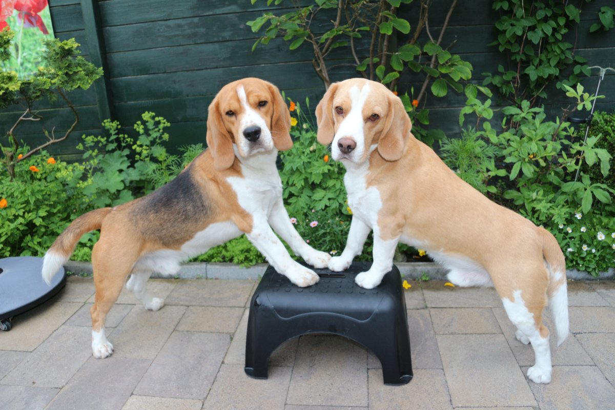 Уэсли - корги и Бигль