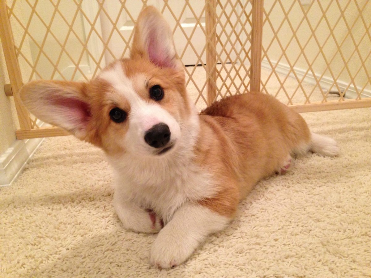 Бигль собака толстый