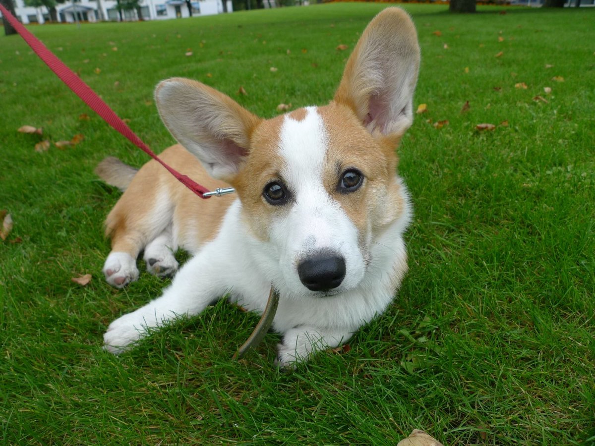 Милый корги