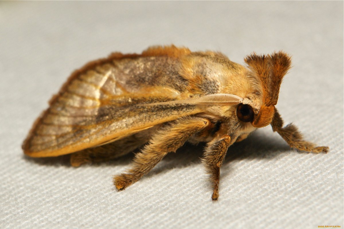 Моль шерстяная