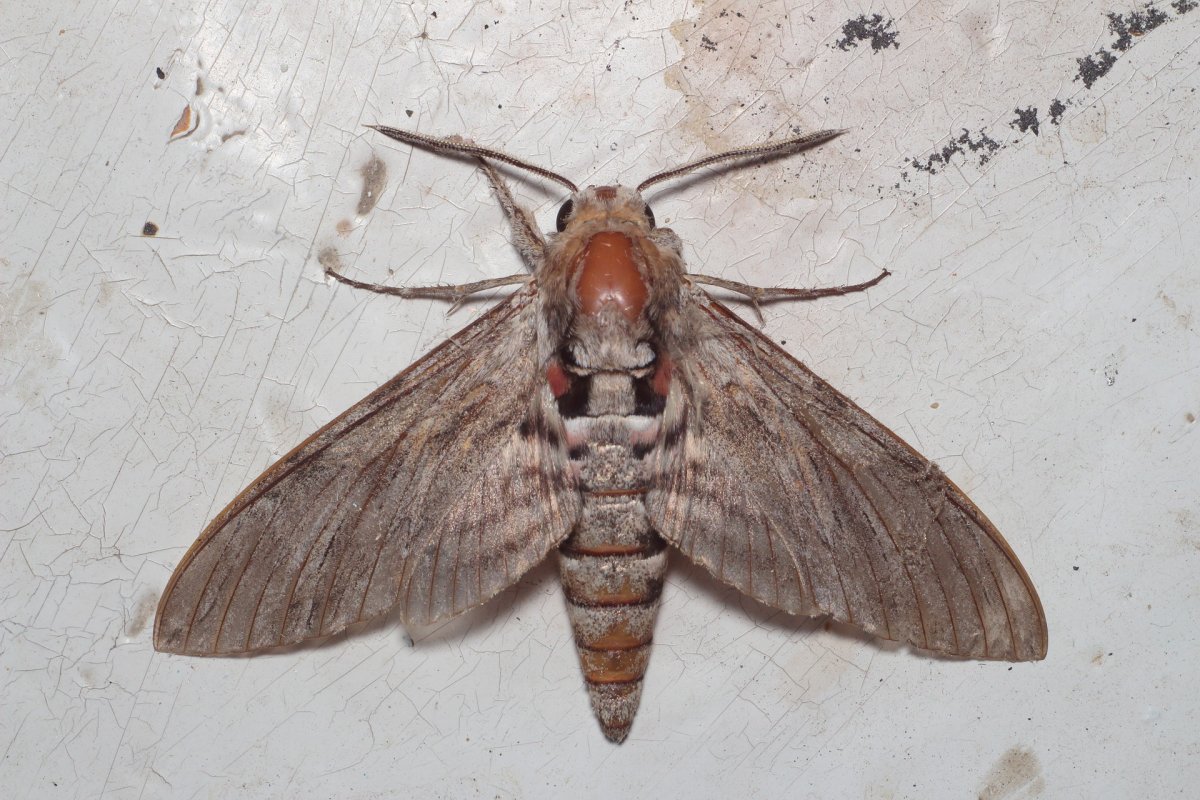 Крылья насекомых моли