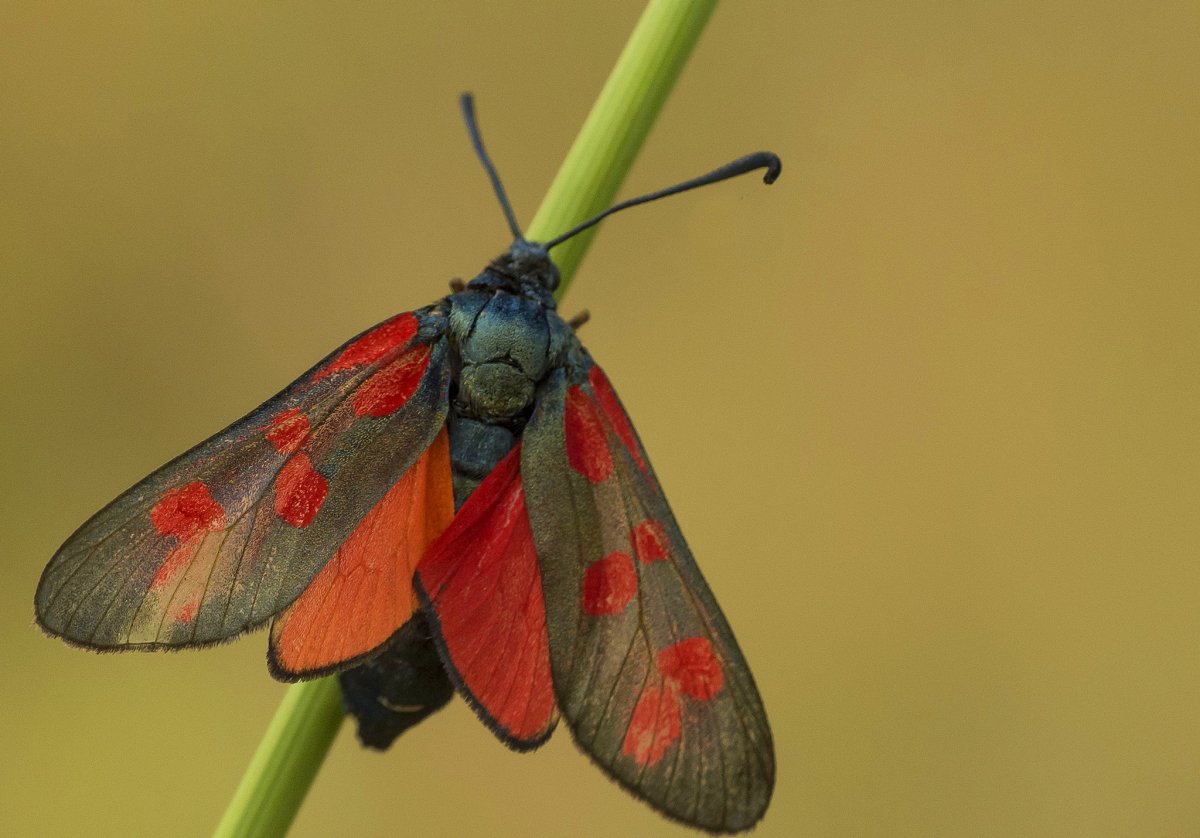 Цветочная моль